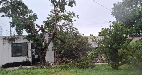 Huracán Helene impacta Mérida: árbol cae y daña vivienda en Miguel Hidalgo