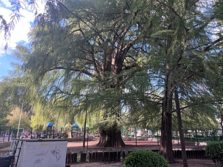 ¿Cuál árbol de Durango es el más viejo?