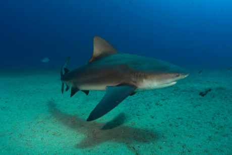 Playa Costa Azul cerrada por posible presencia de tiburón toro