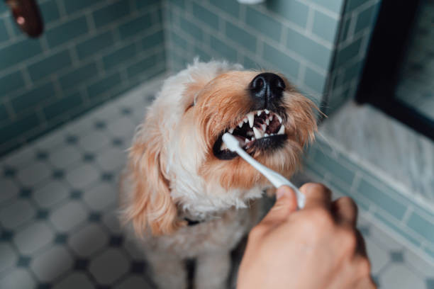 La salud dental es parte del cuidado integral de tu amigo peludo. Foto: Redes sociales