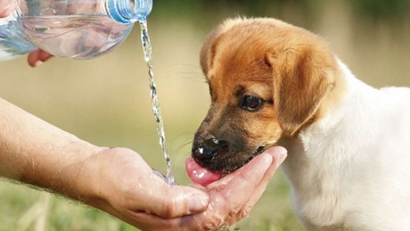 Cómo celebrar el Día Internacional de los Animales