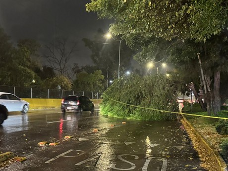 Cae árbol de más de 20 metros de alto sobre Churubusco, no hay heridos