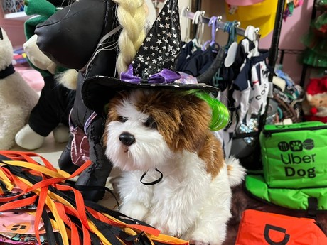 >Halloween: estos son los mejores disfraces para tus mascotas