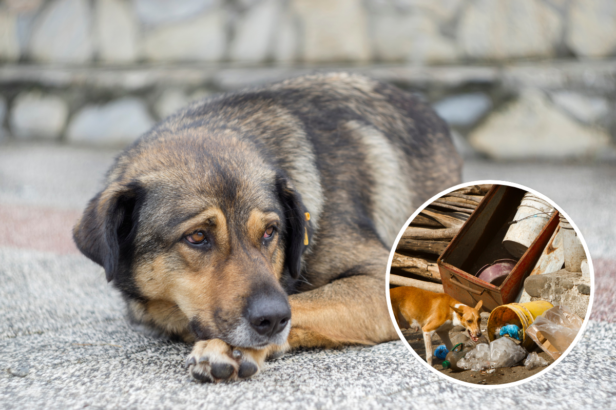 México tercer lugar de maltrato animal en Latinoamérica. Foto: Canva