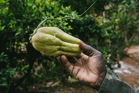 Chayote: esta es la mejor temporada para cosechar los frutos en Nuevo León