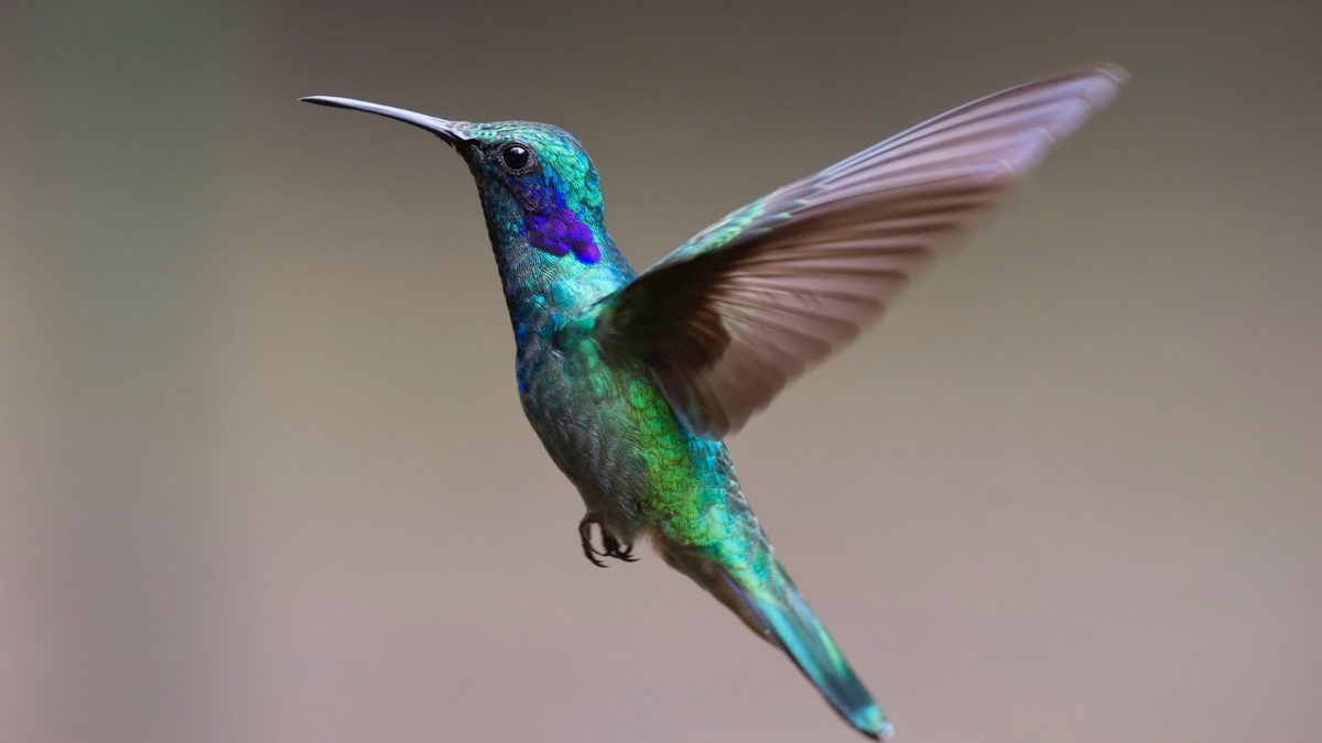 El colibrí suele ser mensajero de buenas noticias Foto: Cortesía