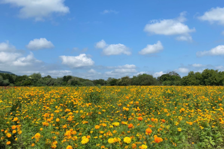 ¿Cuál es y cómo llegar al campo de flor de cempasúchil más bonito de Tamaulipas?