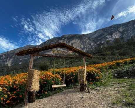 Inicia temporada del Jardín de Cempasúchil en Santiago