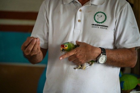 Huracán Milton obliga a evacuar más de 120 aves del Proyecto Santa María