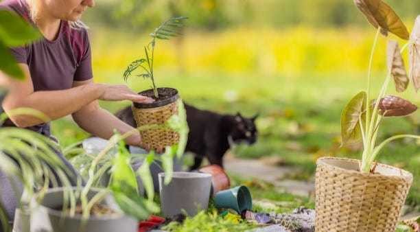 ¡Verde que te quiero verde! ¿Cómo cultivar fácil y exitosamente tu jardín? Foto: iStock