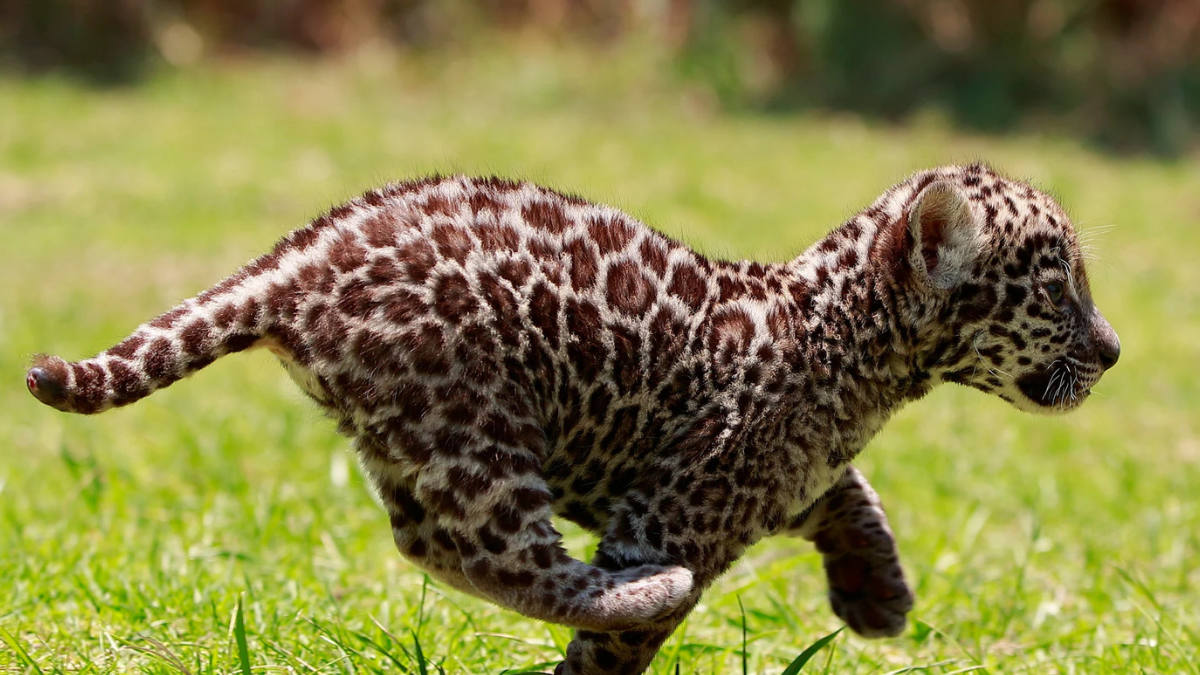 Siempre es común ver a las crías de jaguar junto a sus madres Foto: Agencia EFE