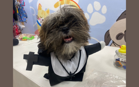 Halloween: esto debes saber de la nueva moda de disfraces para mascotas