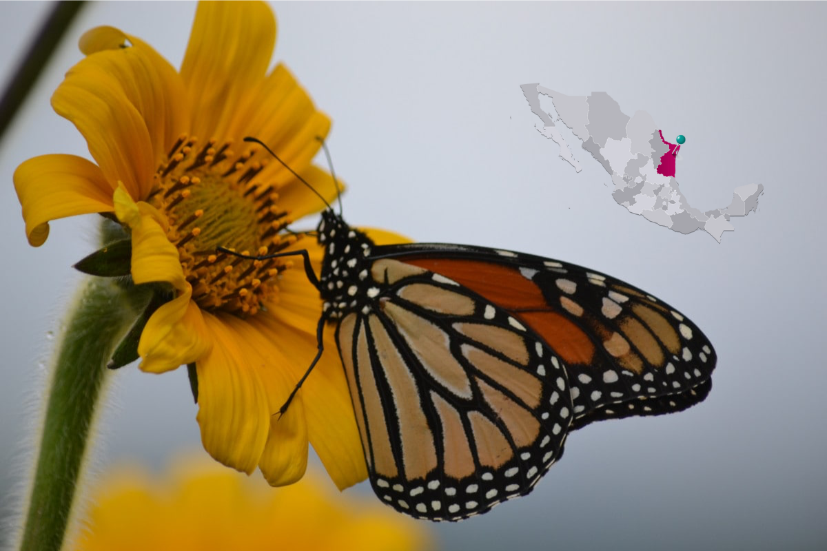 Mariposa monarca (Danaus plexippus). Foto: Carlos García