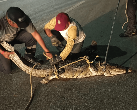 Altamira: continúan las capturas de cocodrilos en áreas urbanas