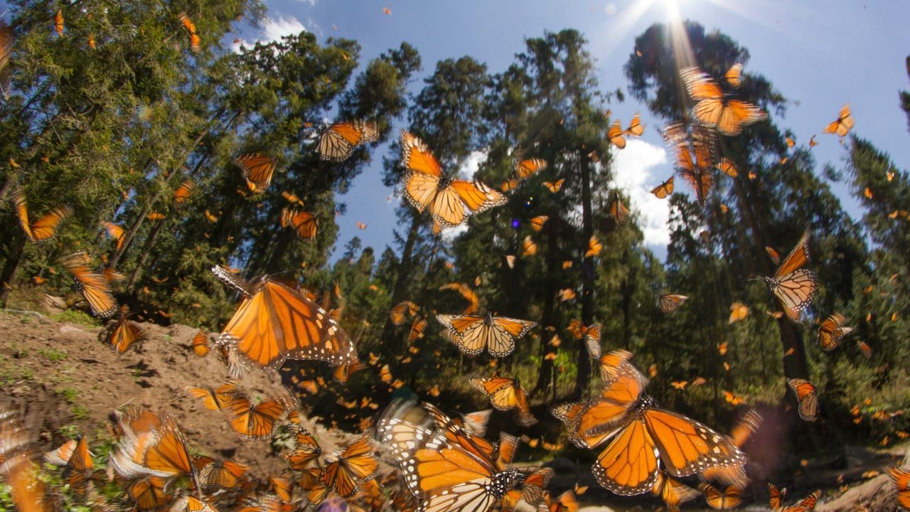 La mariposa monarca cruza Nuevo León en su migración anual. Foto: Canva.