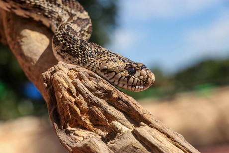 El zoológico de Tamatán y su fauna mundial ¿los conoces?