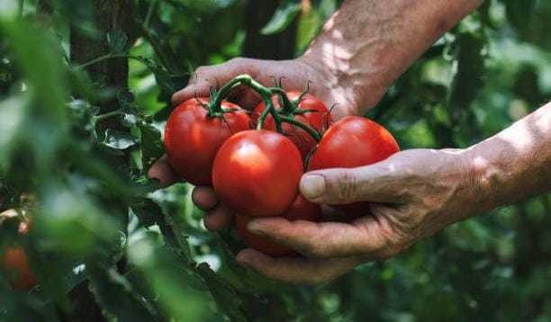 ¿Sabías que el tomate y el berro protegen tu salud? Te decimos por qué. Foto: iStock