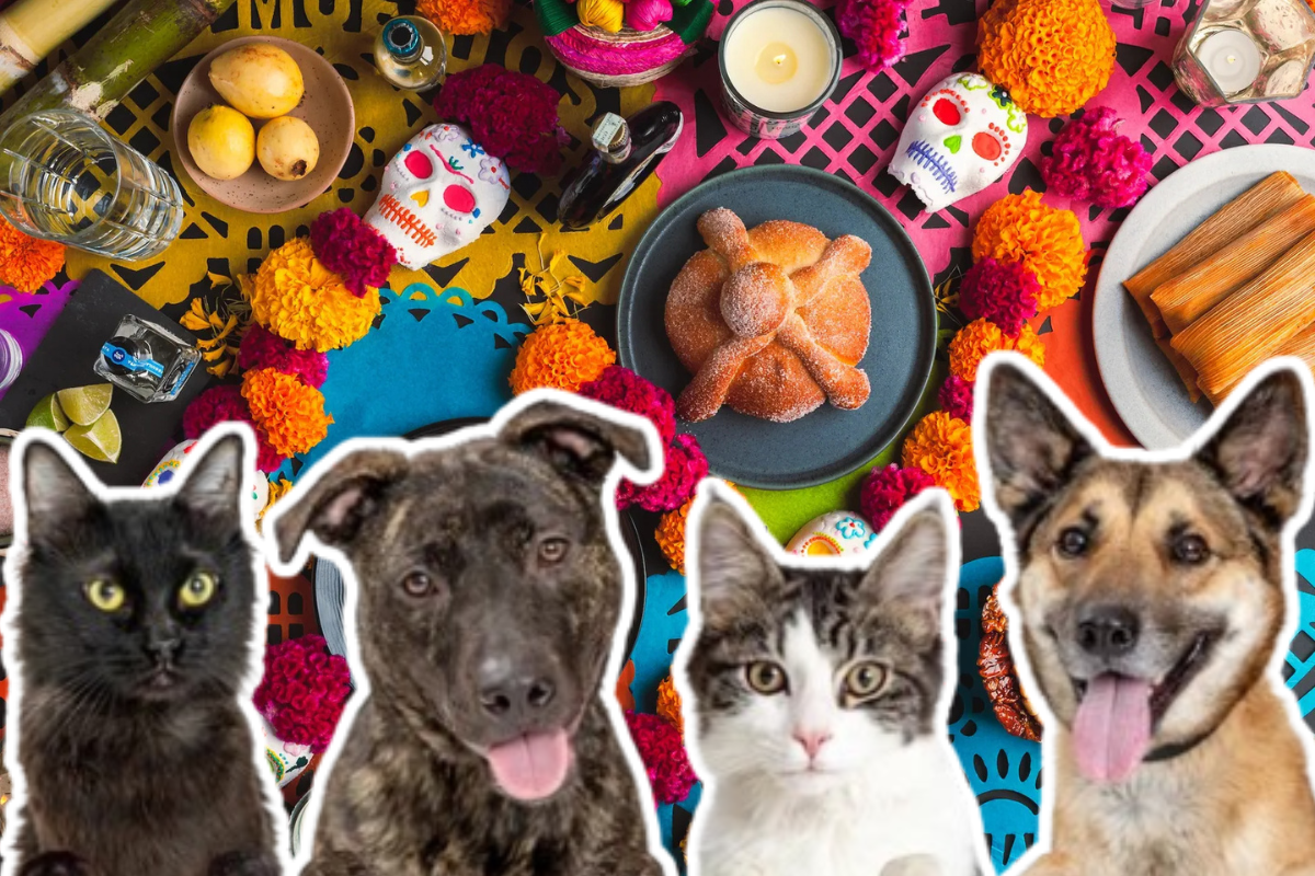 Ofrenda de Día de Muertos para mascotas.   Foto: Especial