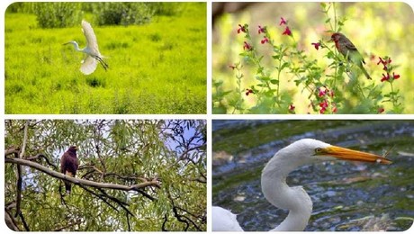 Animales silvestres regresan a la CDMX ayudando a la ecología