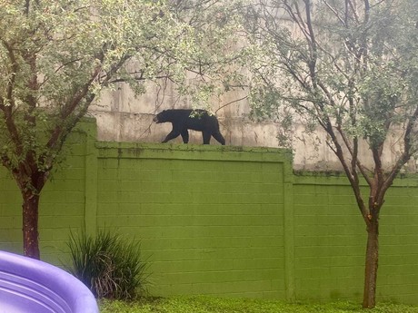 ¡Solo un susto! Oso aparece en plenas calles de Monterrey (VIDEO)