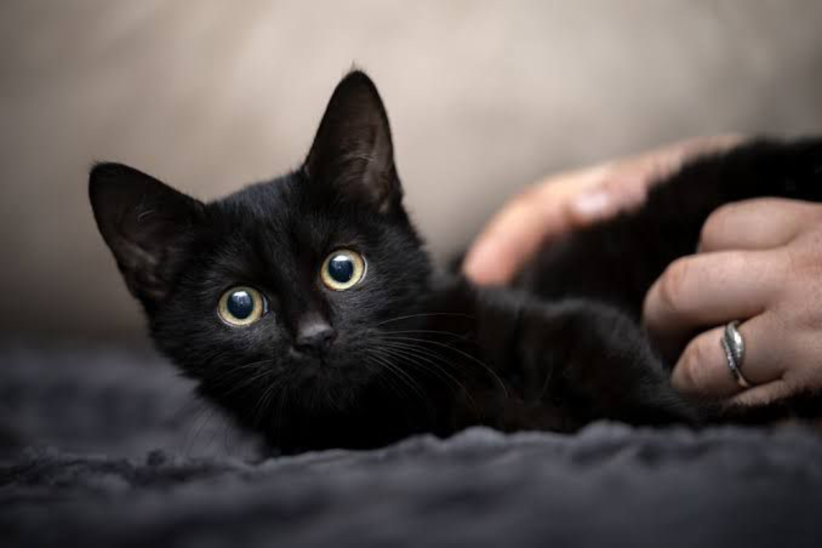 Por siglos, los gatos negros han sido motivo de muchas supersticiones, la mayoría negativas. Foto: Sanju Pineda