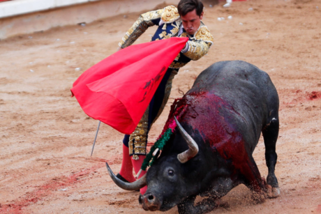 Van contra las corridas de toros en Tamaulipas, ¿tradición o tortura?