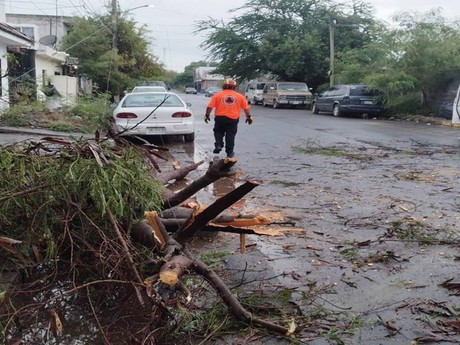 Protección Civil de Juárez libera vialidades tras caída de árboles por el clima