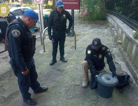 Hallan víbora de cascabel en Bosque de Chapultepec. De las más venenosas