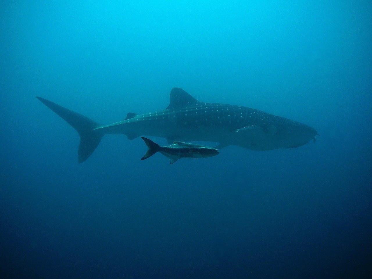 De abril a octubre es la temporada del tiburón ballena en La Paz. Fotos: Fundación Aquae