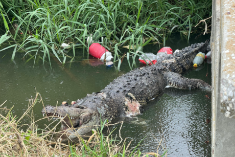 Aparece cocodrilo putrefacto en canal de Ciudad Madero