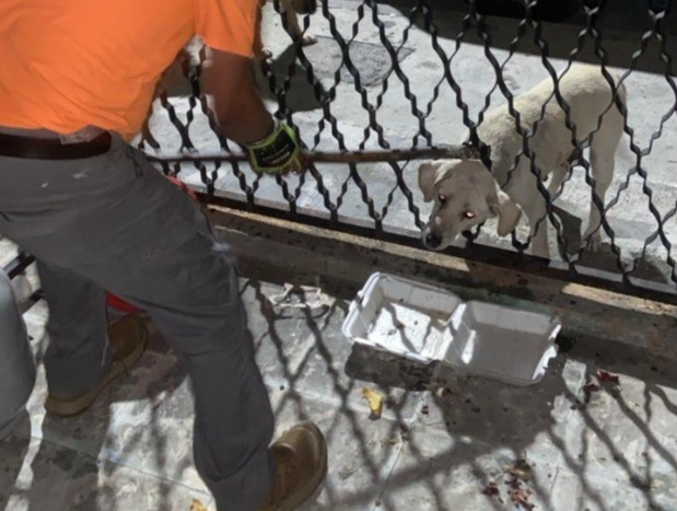 Rescatista llevando a cabo la salida del perro del barandal. Foto: Protección Civil de Guadalupe.