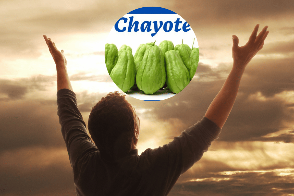 Cultivar chayote es accesible y se adapta bien a climas cálidos. Foto: Canva.