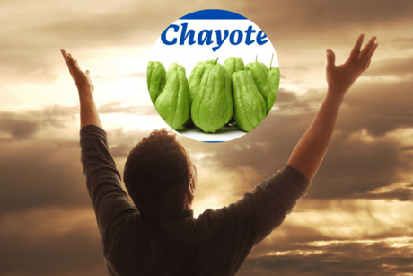 Chayote, un tesoro nutritivo y poco conocido