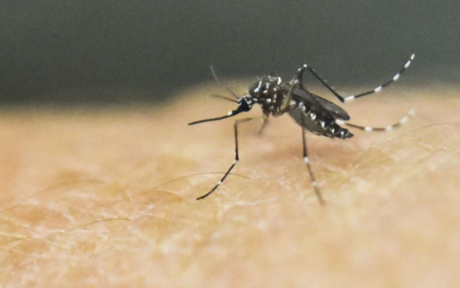 Dengue en Tamaulipas: mil 285 casos y 33 graves