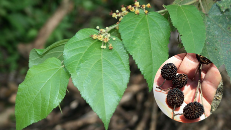 La planta que se encuentra en Yucatán y ayuda para controlar la diabetes