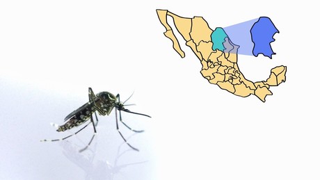 Dengue en Coahuila: ¿cuáles son los municipios con mayor incidencia?