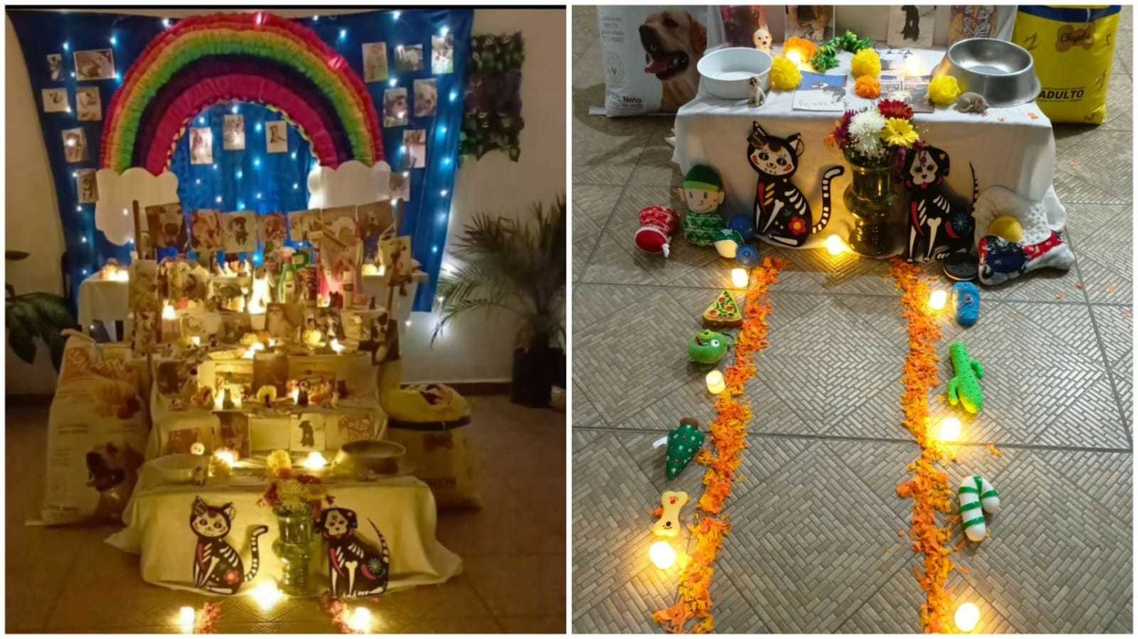 No olvides poner la ofrenda para tu mascota fallecida, la noche del 27 de octubre llegará a visitarte. Foto: FB Mary Mancilla