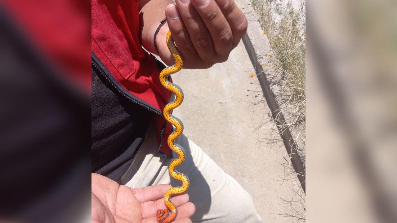 Serpiente capturada durante una obra en Durango. Foto: Jovani Hernández.