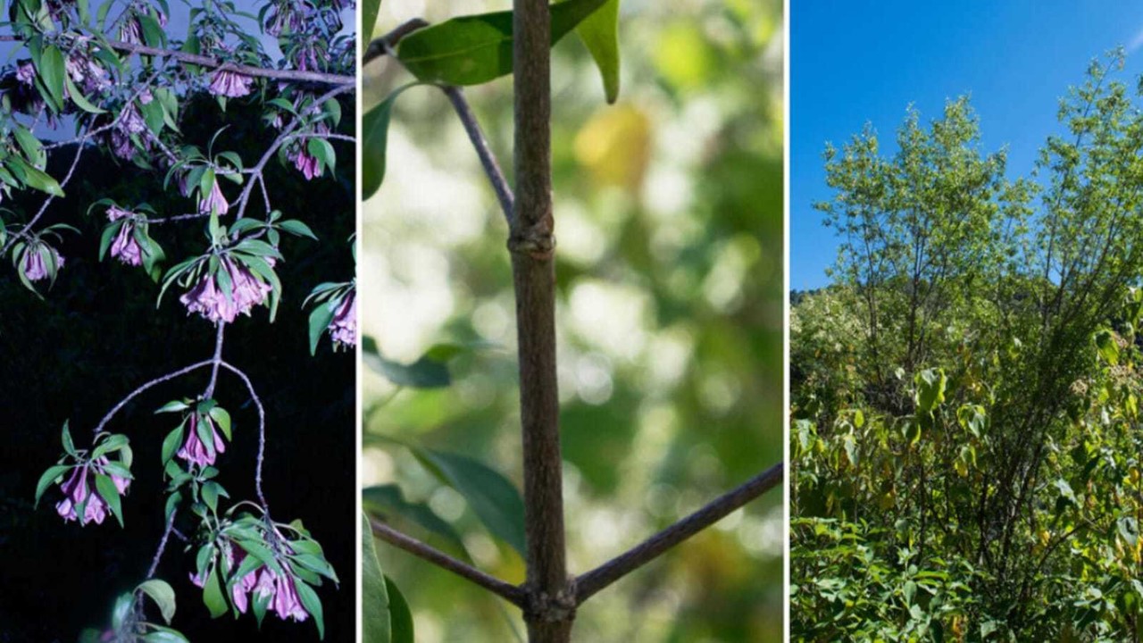 Descubren Coutaportla lorenceana: Nueva especie de árbol con potencial medicinal. Foto: @Gaceta_UNAM