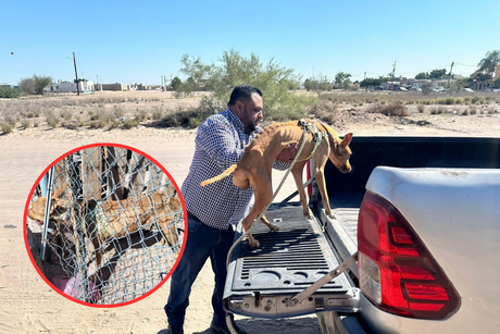 Perro víctima de maltrato es rescatado en Comondú