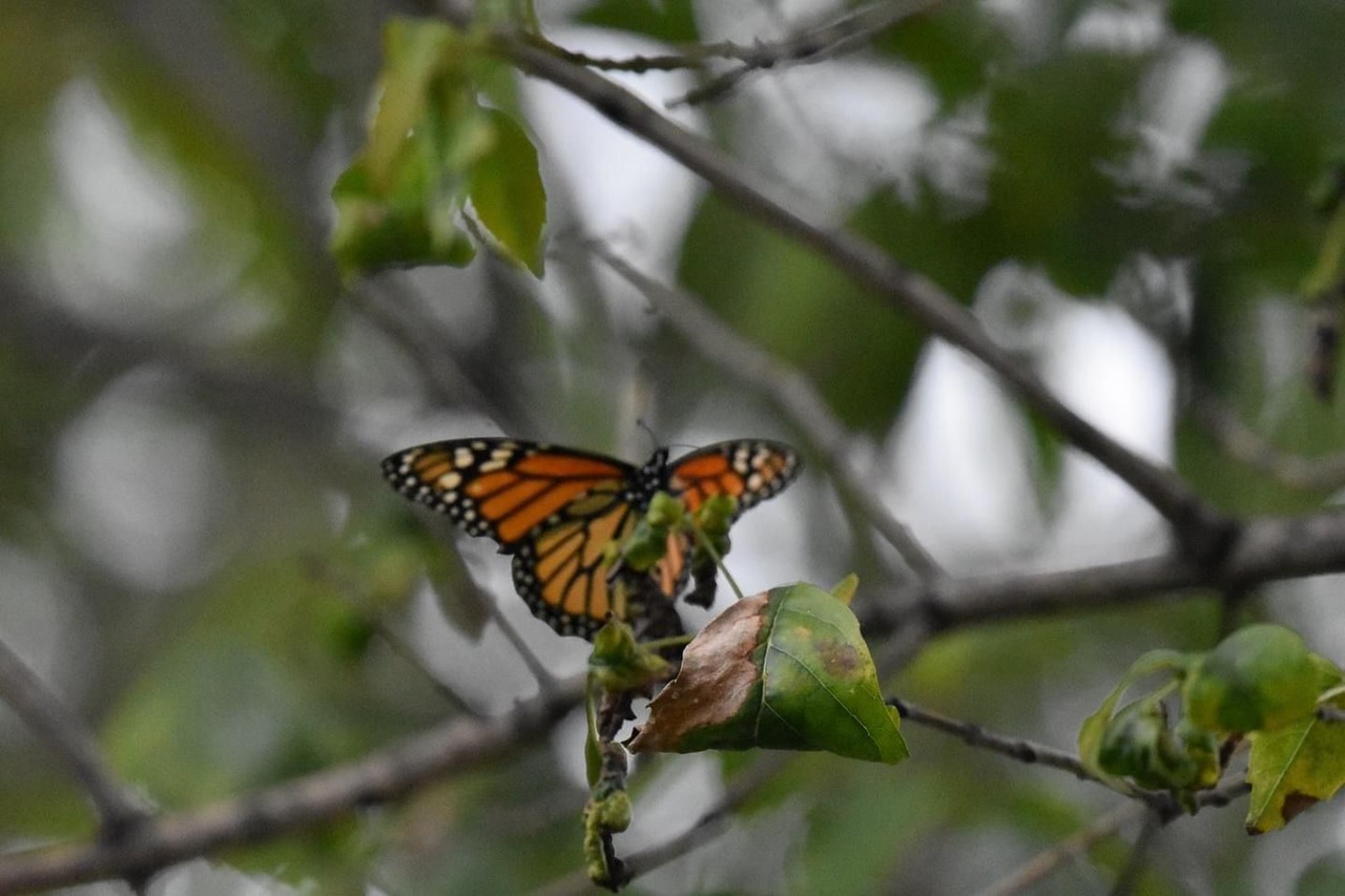 La mariposa monarca es un símbolo de la biodiversidad y los ecosistemas en América del Norte. (Fotografía: Leslie Delgado)