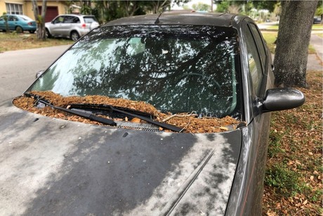 ¿Cómo solicitar que retiren un auto abandonado en la calle?