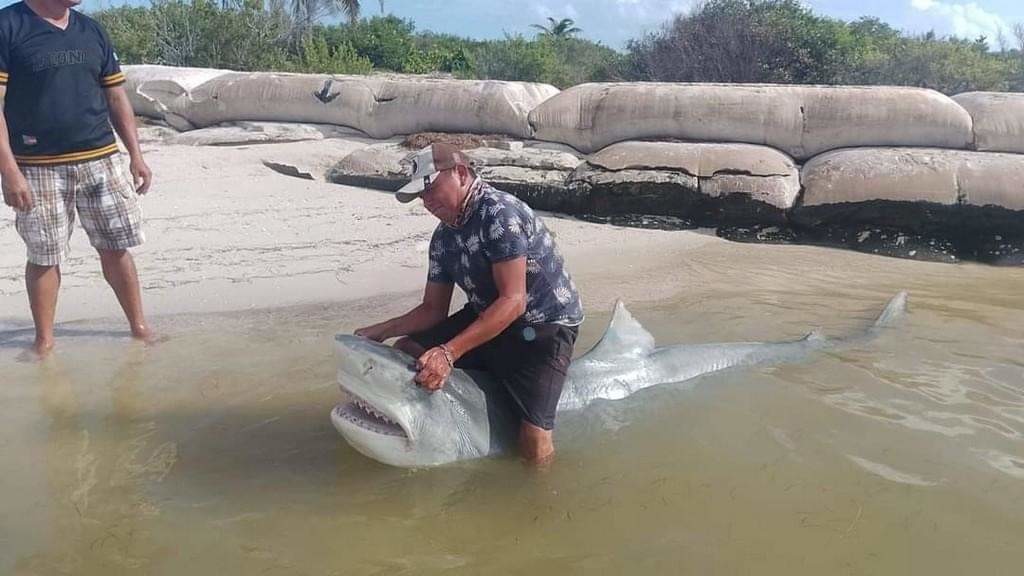 En esta temporada de huracanes es importante mantenerse informado sobre la presencia de tiburones. Foto: Redes sociales