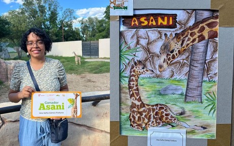 'Asani', nombre ganador para el bebé jirafa del Zoológico Tamatán