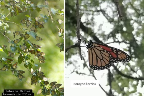 Mariposas monarca llegan a Coahuila: primeros avistamientos en México