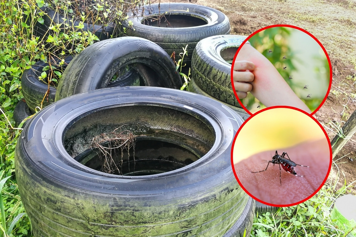 Llantas, dengue, picadura de dengue. Foto: Canva