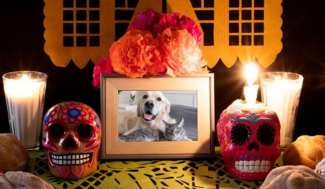 ¿Un altar para tu mascota? Estos son los elementos que no pueden faltar