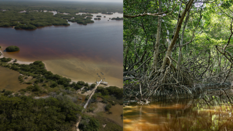 Manglares en Yucatán ¿Qué son y cómo protegen contra los huracanes?