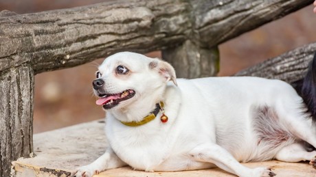 ¿Tu perro tiene sobrepeso? 3 claves para reconocerlo sin ir al veterinario