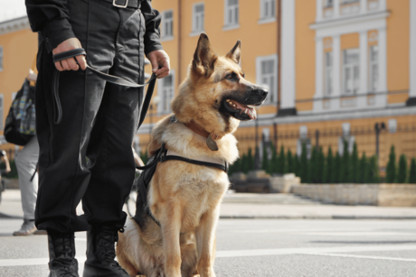 Sancionados, policías responsables por muerte de grof, el perro K9